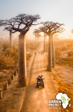 baobabs géants madagascar